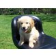 Golden Retriever - Rüde