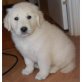 Golden Retriever - Rüde