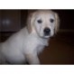 Golden Retriever - Rüde