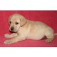 Golden Retriever - Rüde