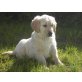 Golden Retriever - Rüde