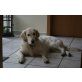 Golden Retriever - Rüde