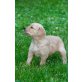 Golden Retriever - Rüde