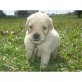 Golden Retriever - Rüde