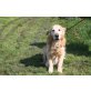 Golden Retriever - Rüde