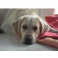 Golden Retriever - Rüde