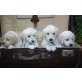 Golden Retriever - Rüde