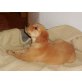 Golden Retriever - Rüde