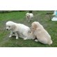 Golden Retriever - Rüde