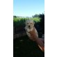 Golden Retriever - Rüde