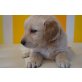 Golden Retriever - Rüde