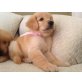 Golden Retriever - Rüde