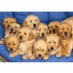 Golden Retriever - Rüde