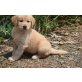 Golden Retriever - Rüde