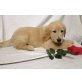 Golden Retriever - Rüde
