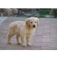Golden Retriever - Rüde