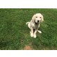 Golden Retriever - Rüde