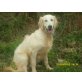 Golden Retriever - Rüde