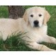 Golden Retriever - Rüde