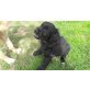 Golden Retriever Schafpudel Hütehund Welpen - Rüde