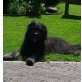 Golden Retriever Schafpudel Mix, Golden Retriever Schafpudel Mix Welpen - Rüde