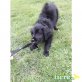 Golden Retriever Schafpudel Mix Welpe Welpen - Rüde