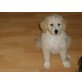 Golden Retriever - Spitz Welpen - Rüde