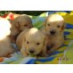 Golden Retriever Welpen, Golden Retriever - Hündin