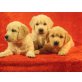 Golden Retriever Welpen, Golden Retriever Welpen - Hündin
