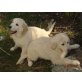 Golden Retriever Welpen, Golden Retriever Welpen - Hündin