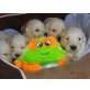 Golden Retriever Welpen , Golden Retriever Welpen - Hündin
