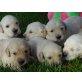 Golden Retriever Welpen, Golden Retriever Welpen - Hündin