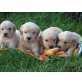 Golden Retriever Welpen, Golden Retriever Welpen - Hündin