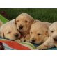 Golden Retriever Welpen, Golden Retriever Welpen - Hündin