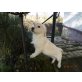 Golden Retriever Welpen, Golden Retriever Welpen - Hündin