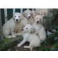 Golden Retriever Welpen, Golden Retriever Welpen - Rüde