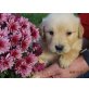 Golden Retriever Welpen, Golden Retriever Welpen - Rüde