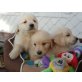 Golden Retriever Welpen, Golden Retriever Welpen - Rüde