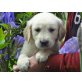 Golden Retriever Welpen, Golden Retriever Welpen - Rüde