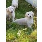 Golden Retriever Welpen, Golden Retriever Welpen - Rüde