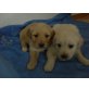 Golden Retriever Welpen - Hündin