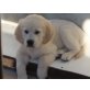 Golden Retriever Welpen - Hündin
