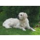 Golden Retriever Welpen - Hündin