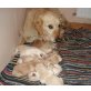 Golden Retriever Welpen - Hündin