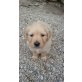 Golden Retriever Welpen - Hündin
