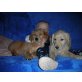Golden Retriever Welpen - Hündin