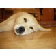 Golden Retriever Welpen - Hündin