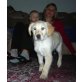 Golden Retriever Welpen - Hündin