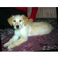 Golden Retriever Welpen - Hündin