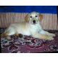 Golden Retriever Welpen - Hündin